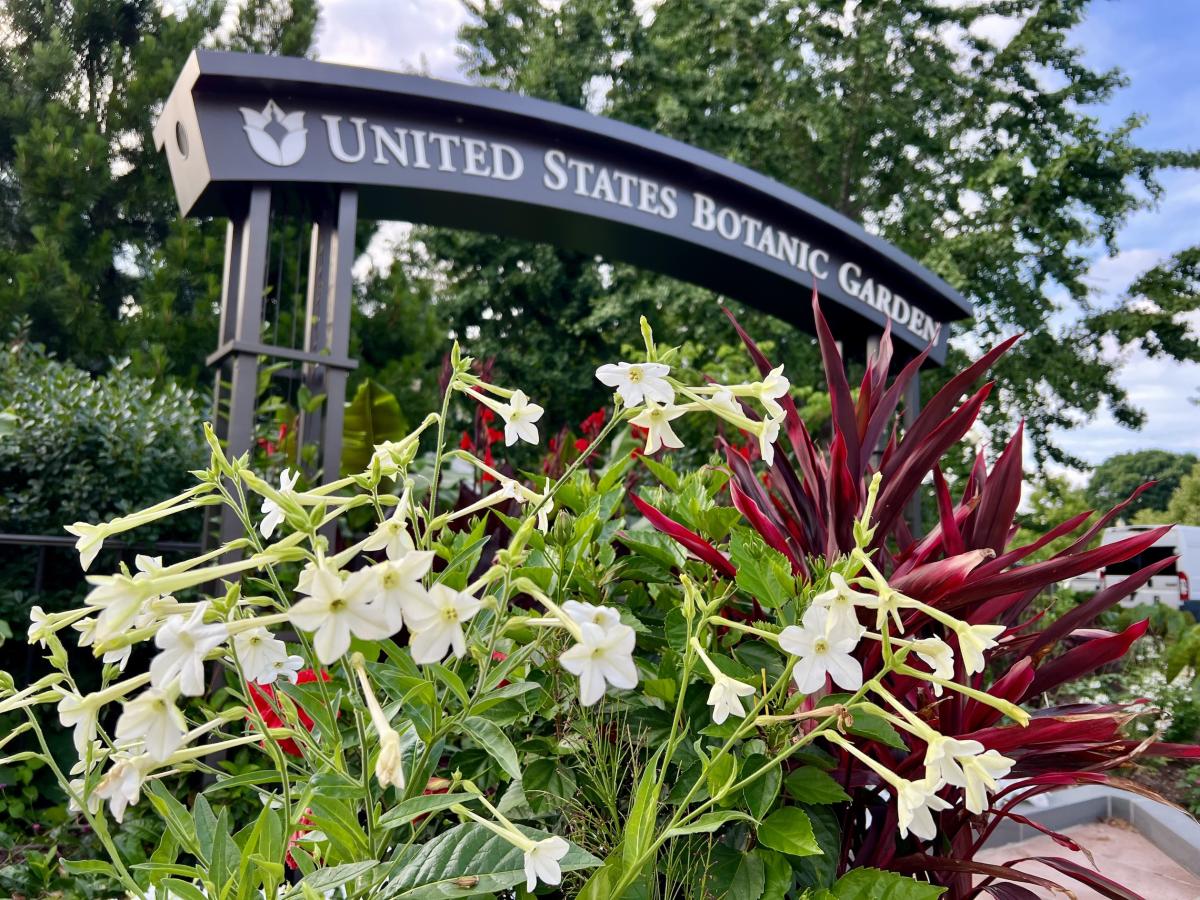 Small white flowers with red foliage behind and a sign above that reads United States Botanic Garden