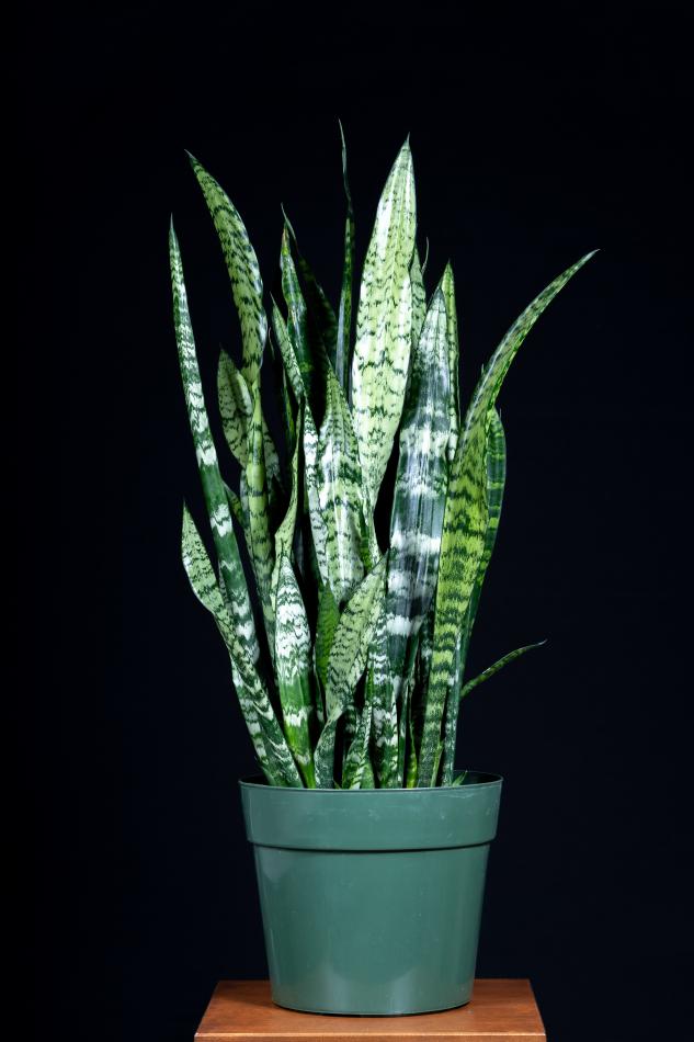multiple tall, slender green and white leaves with a shape similar to a sword come up out of a green pot